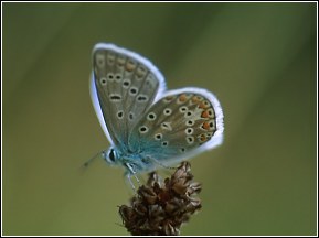 Ausstellung Schmetterlinge