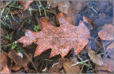 Eichenblatt und Eis