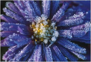 Aster