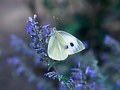 Schmetterling