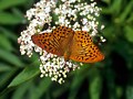 Schmetterling