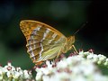 Schmetterling