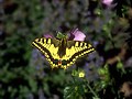 Schmetterling