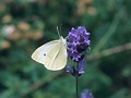 Schmetterling
